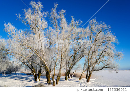 Frost-covered trees by a frozen lake under a deep blue winter sky Frost-covered trees by a frozen lake under a deep blue winter sky 135336931