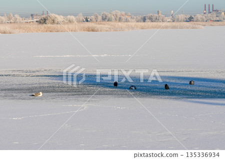 Birds resting on frozen Lake Liepaja during a calm winter day in Latvia Birds resting on frozen Lake Liepaja during a calm winter day in Latvia 135336934