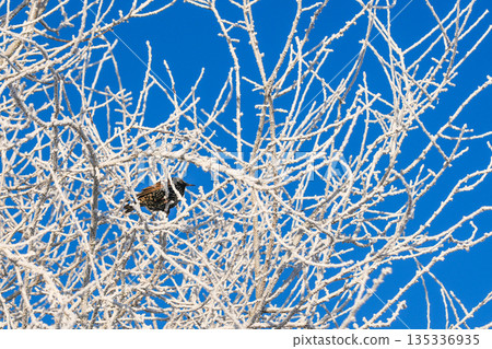 Common starling perched on frost-covered branches against vivid blue winter sky 135336935