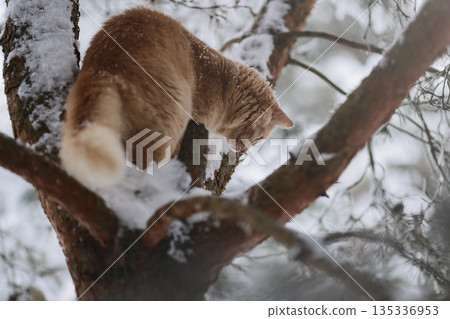 Domestic Ginger Cat Among Frosted Pine Needles on Snowy Branches, Seasonal Outdoor Exploration in Quiet Winter Forest Domestic Ginger Cat Among Frosted Pine Needles on Snowy Branches, Seasonal Outdoor Exploration in Quiet Winter Forest 135336953