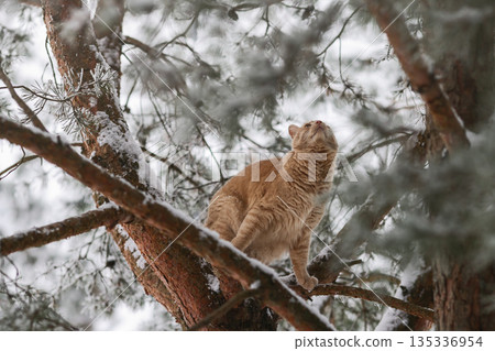 Domestic Ginger Cat Among Frosted Pine Needles on Snowy Branches, Seasonal Outdoor Exploration in Quiet Winter Forest 135336954