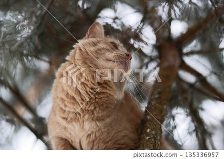 Domestic Ginger Cat Among Frosted Pine Needles on Snowy Branches, Seasonal Outdoor Exploration in Quiet Winter Forest 135336957