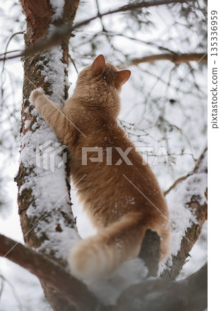 Domestic Ginger Cat Among Frosted Pine Needles on Snowy Branches, Seasonal Outdoor Exploration in Quiet Winter Forest 135336959