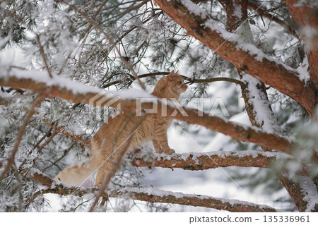 Domestic Ginger Cat Among Frosted Pine Needles on Snowy Branches, Seasonal Outdoor Exploration in Quiet Winter Forest 135336961