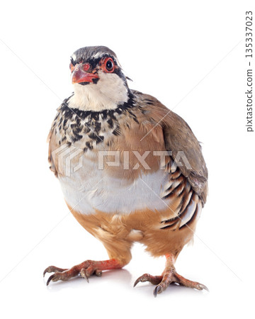 French Partridge, Alectoris rufa French Partridge, Alectoris rufa 135337023
