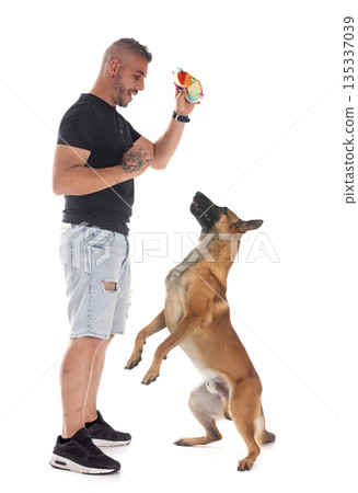 malinois and man in studio 135337039