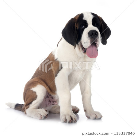 puppy saint bernard in studio puppy saint bernard in studio 135337040