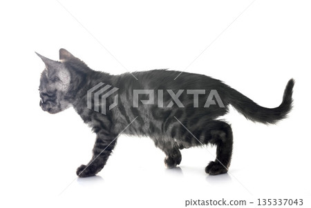 bengal kitten in studio bengal kitten in studio 135337043