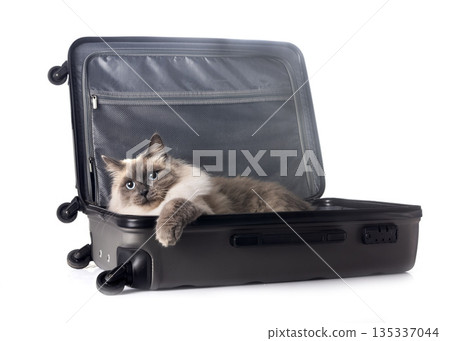 siberian cat in studio siberian cat in studio 135337044