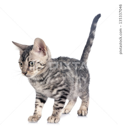 bengal kitten in studio bengal kitten in studio 135337046
