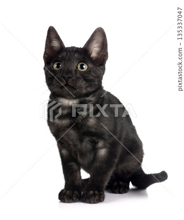 bengal kitten in studio bengal kitten in studio 135337047