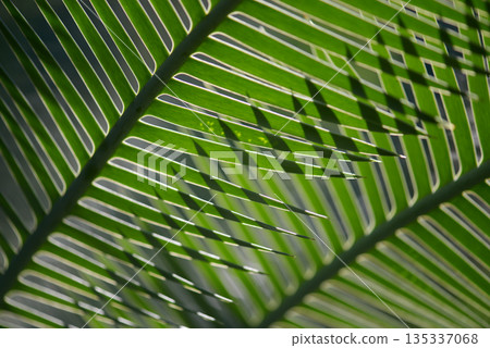 Dione Edule Leaf Pattern 135337068