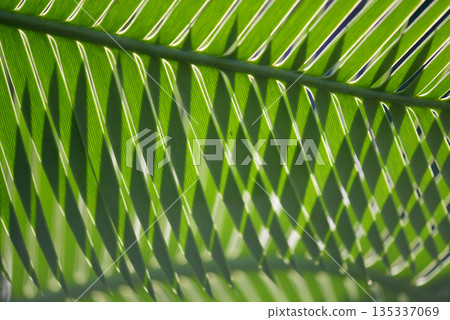 Dione Edule Leaf Pattern 135337069