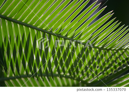 Dione Edule Leaf Pattern Dione Edule Leaf Pattern 135337070