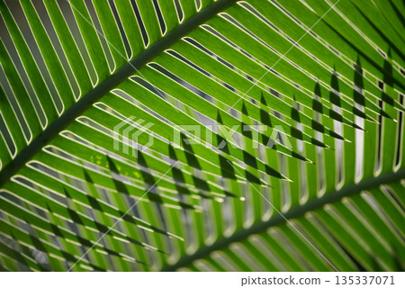 Dione Edule Leaf Pattern Dione Edule Leaf Pattern 135337071