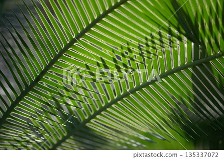 Dione Edule Leaf Pattern 135337072