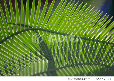 Dione Edule 葉子圖案 135337074