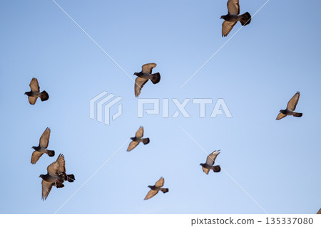 一群鴿子在藍天下齊聲拍打著翅膀 135337080