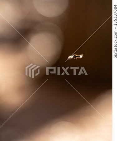 Winter insects flying in the sunlight_Vertical 135337084