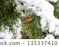 Snow Covered Pine Branch with Cone in Winter Snow Covered Pine Branch with Cone in Winter 135337410
