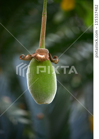 African baobab African baobab 135337482