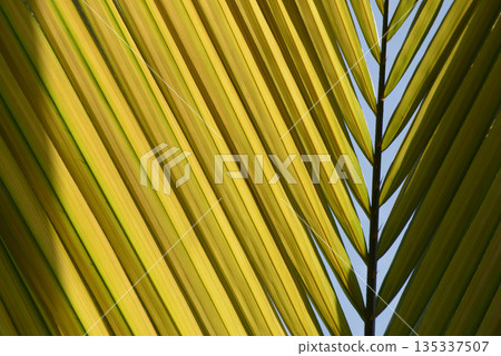 葉紋自然造型 135337507