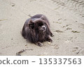 Pomeranian Dog Lying on Sandy Beach Pomeranian Dog Lying on Sandy Beach 135337563