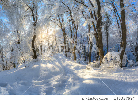 Fairy snowy forest in beautiful winter at golden sunset 135337684