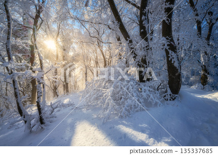 Fairy snowy forest in beautiful winter at golden sunset 135337685