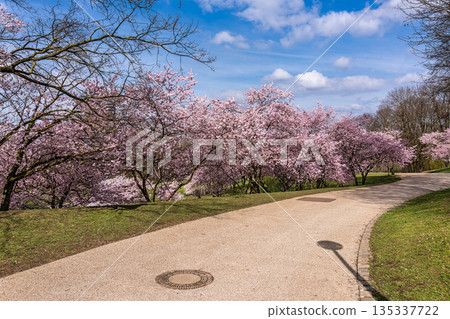 Cherry blossoms in Munich, Germany. Pink cherry blossoms with a blue and cloudy sky background. Spring in Germany. Cherry blossoms in Munich, Germany. Pink cherry blossoms with a blue and cloudy sky background. Spring in Germany. 135337722