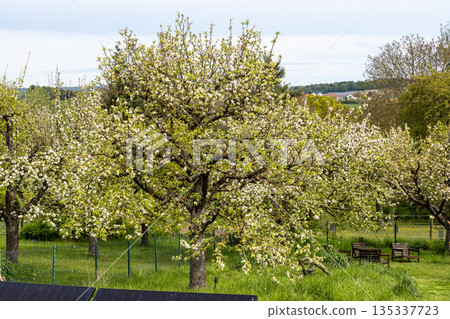A flowering apple tree in the Ramberg settlement in Donauwoerth, Germany 135337723
