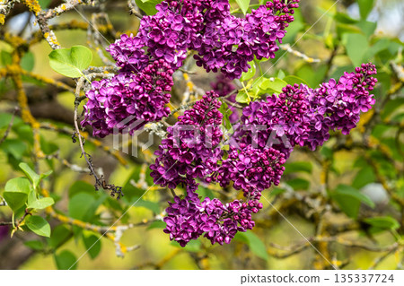 Beautiful purple lilac flowers in the Ramberg settlement in Donauwoerth, Germany, Europe. 135337724