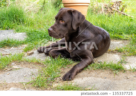 Chocolate Labrador retriever lying on grass and looking away at outdoor dog agility area. Resting after fetch and training. Chocolate Labrador retriever lying on grass and looking away at outdoor dog agility area. Resting after fetch and training. 135337725