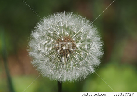 Windblown dandelion head releasing seeds. Green blurred background adds a peaceful and airy summer mood. Windblown dandelion head releasing seeds. Green blurred background adds a peaceful and airy summer mood. 135337727