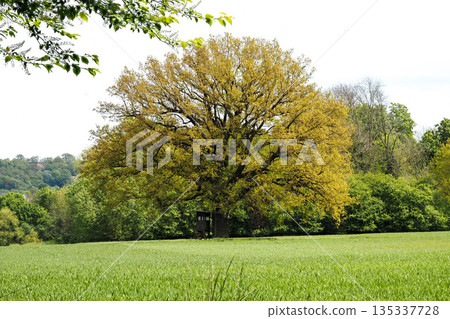 Meadow with green grass, big tree and forest edge. Grassy field with trees in the background. 135337728