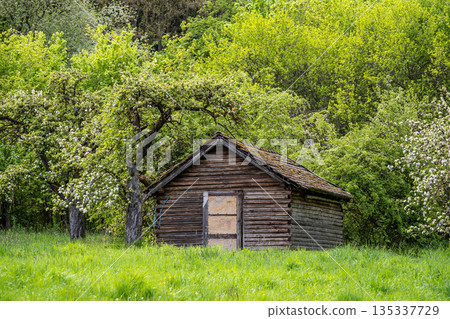 Old wooden cabin with intricate carvings and a birch railing nestled in a lush green forest, evoking history and tranquility 135337729