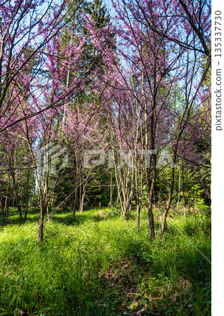 Eastern Redbud Tree or Cercis canadensis blossoming in the World Forest, Weltwald in Freising near Munich, Germany. 135337730