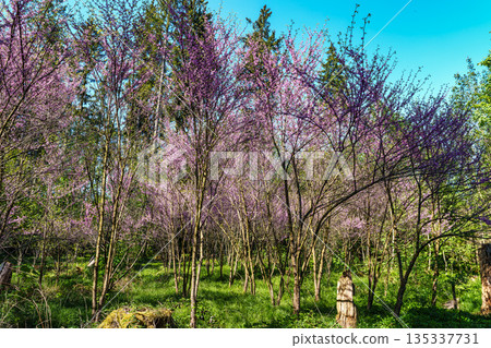 Eastern Redbud Tree or Cercis canadensis blossoming in the World Forest, Weltwald in Freising near Munich, Germany. Eastern Redbud Tree or Cercis canadensis blossoming in the World Forest, Weltwald in Freising near Munich, Germany. 135337731