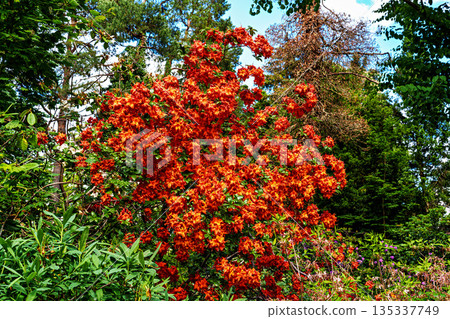 The Botanical Garden of Munich in Germany with garden pathes and topiary boxwood bushes on green meadows 135337749