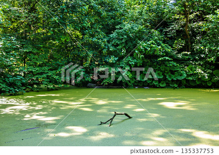 Hiking along the banks of the Bavarian River Wuerm with detailed views of green nature. 135337753