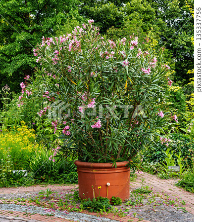 The Botanical Garden of Augsburg in Germany with garden pathes and topiary boxwood bushes on green meadows The Botanical Garden of Augsburg in Germany with garden pathes and topiary boxwood bushes on green meadows 135337756