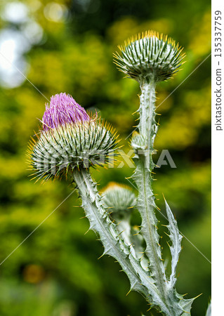 The Botanical Garden of Augsburg in Germany with garden pathes and topiary boxwood bushes on green meadows The Botanical Garden of Augsburg in Germany with garden pathes and topiary boxwood bushes on green meadows 135337759