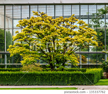 The Botanical Garden of Augsburg in Germany with garden pathes and topiary boxwood bushes on green meadows The Botanical Garden of Augsburg in Germany with garden pathes and topiary boxwood bushes on green meadows 135337762