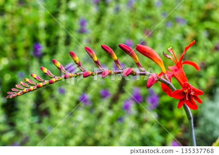 The Botanical Garden of Augsburg in Germany with garden pathes and topiary boxwood bushes on green meadows 135337768