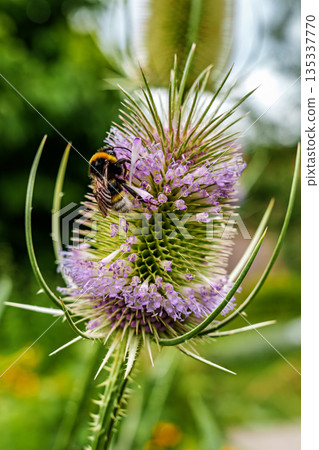 The Botanical Garden of Augsburg in Germany with garden pathes and topiary boxwood bushes on green meadows 135337770
