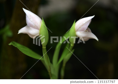 維吉尼亞蘭花 135337797