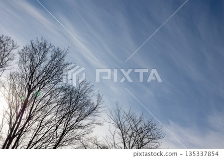 Winter trees and blue sky with streaky clouds Winter trees and blue sky with streaky clouds 135337854