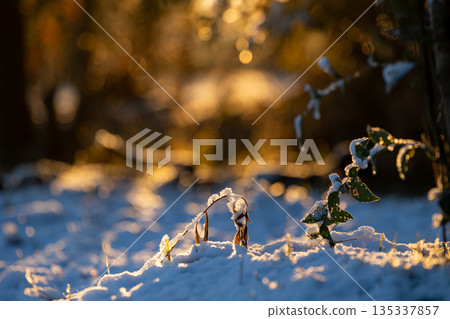 晨曦照耀下，白雪皚皚的田野閃閃發光。 135337857