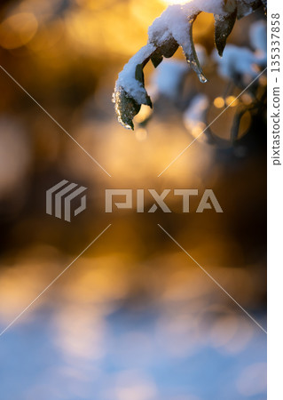 Winter morning sun shining on snow-covered leaves_Vertical 135337858