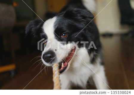 Pet activity. Funny puppy dog border collie holding toy rope in mouth playing at home indoors. Owner hand playing with dog at home. Dog wants to playing with owner. Love for pets friendship companion 135338024